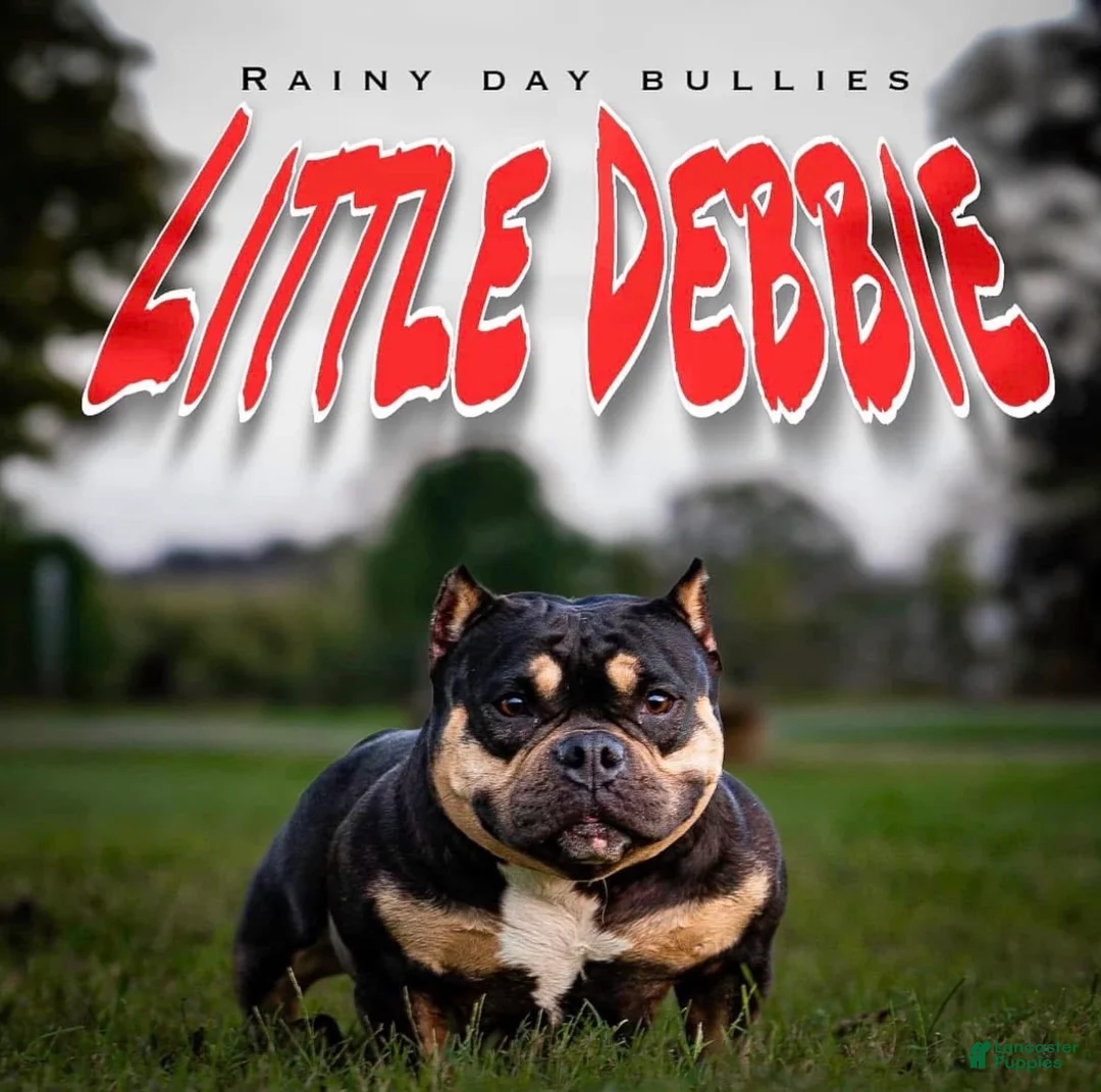 American Bully dogs for sale: American Bully Puppy 1 - Ad 17