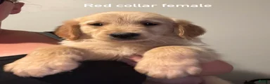 Red collar Golden Retriever 8