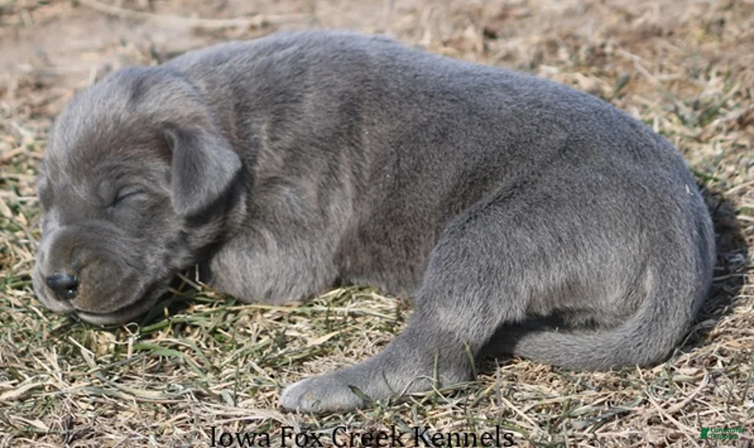 Great Dane dogs for sale: Heather - Ad 4