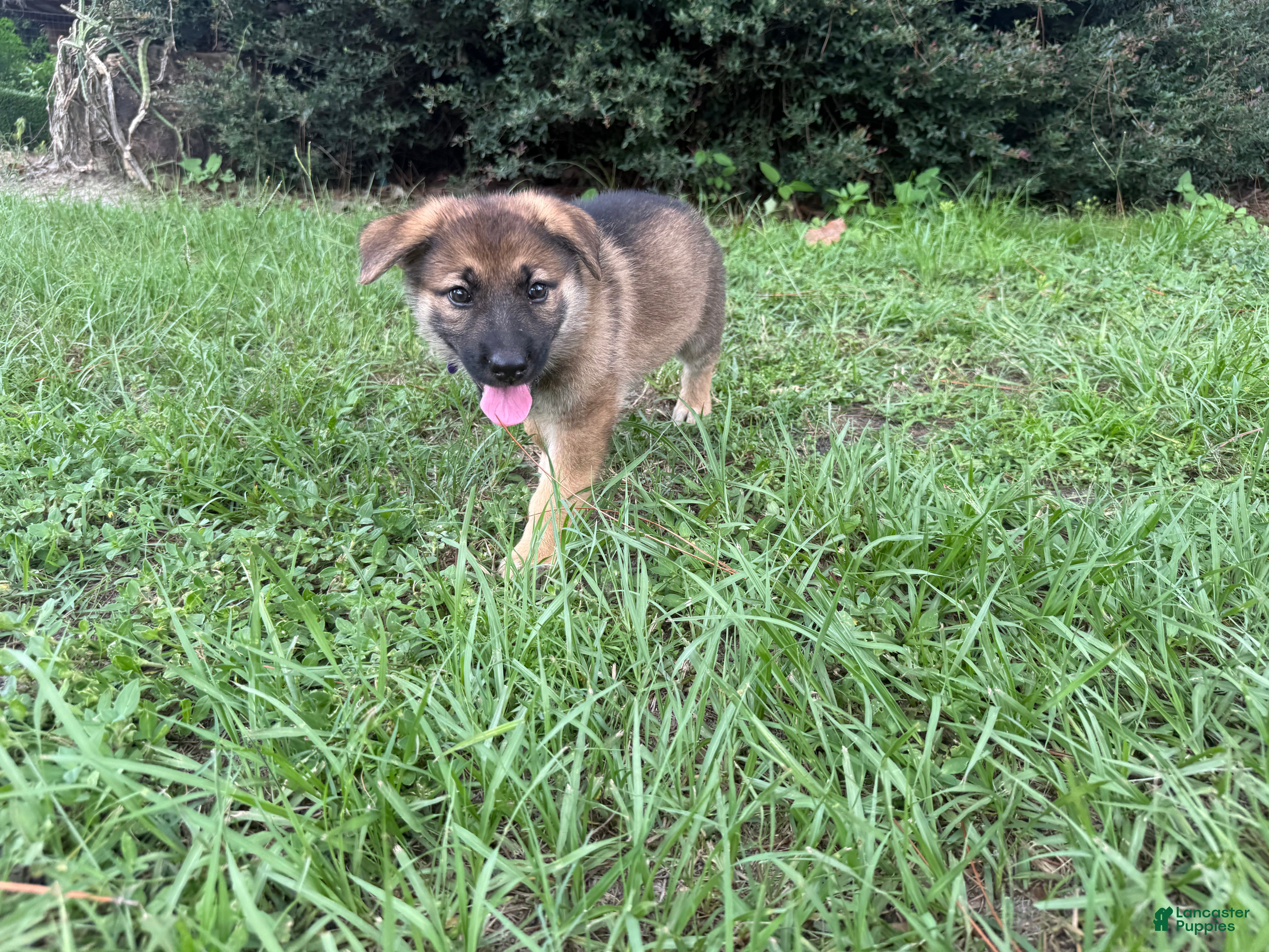 German Shepherd dogs Delilah - Ad 1