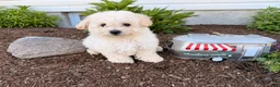 Bichpoo dogs for sale: Muddy - Ad 3