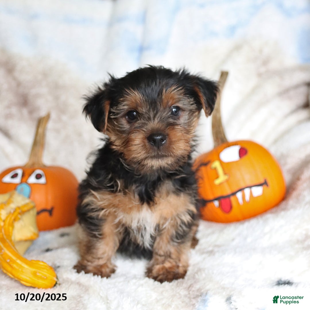 Yorkshire Terrier dogs for sale: Teddy - Ad 2