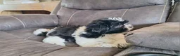 Shih Tzu dogs for sale: Daisy  - Ad 3