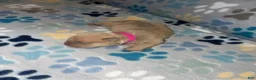 American Bully dogs for sale: FEMALE PINK COLLAR - Ad 2
