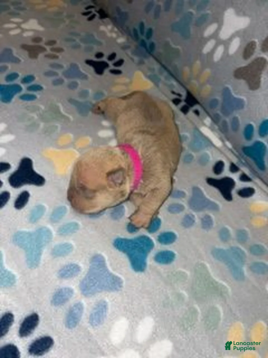 American Bully dogs for sale: FEMALE PINK COLLAR - Ad 2