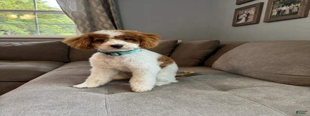 Lacey