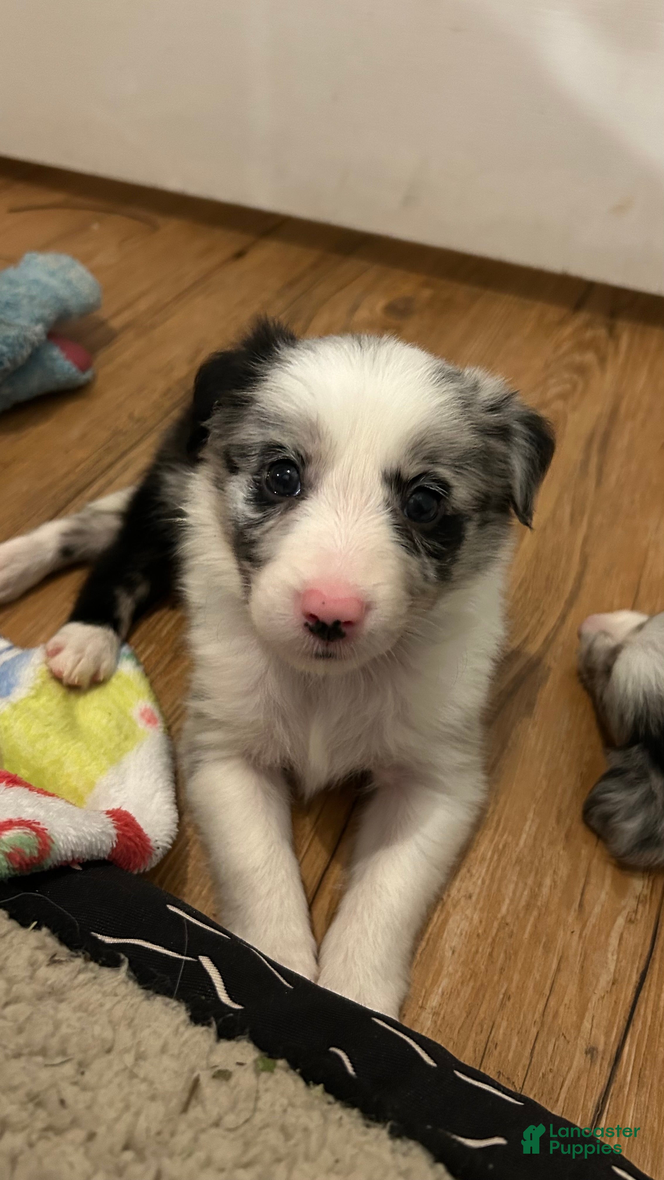 Border Collie dogs Bill Gaither - Ad 31
