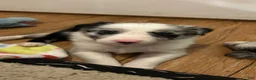 Border Collie dogs for sale: Bill Gaither - Ad 1