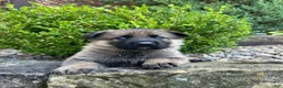German Shepherd dogs for sale: Simba - Ad 3