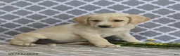 Mixed Breed dogs for sale: Rachel - Ad 5