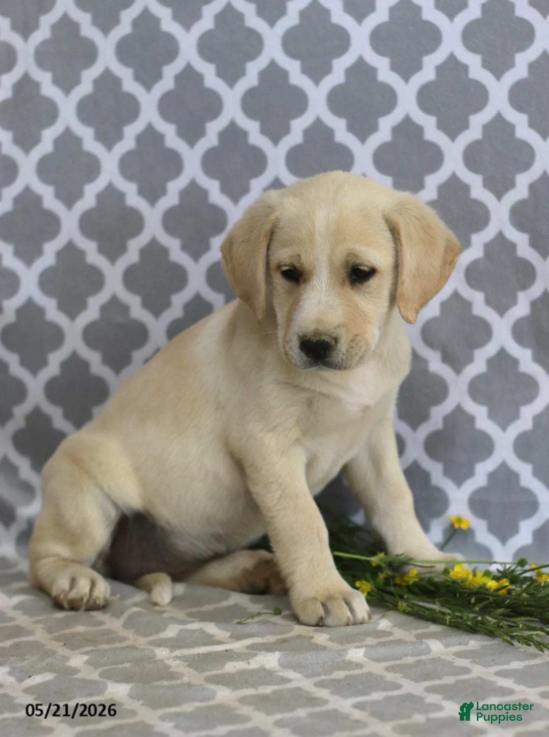 Mixed Breed dogs for sale: Rachel - Ad 5