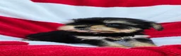 Yorkshire Terrier dogs for sale: Dixy - Ad 9