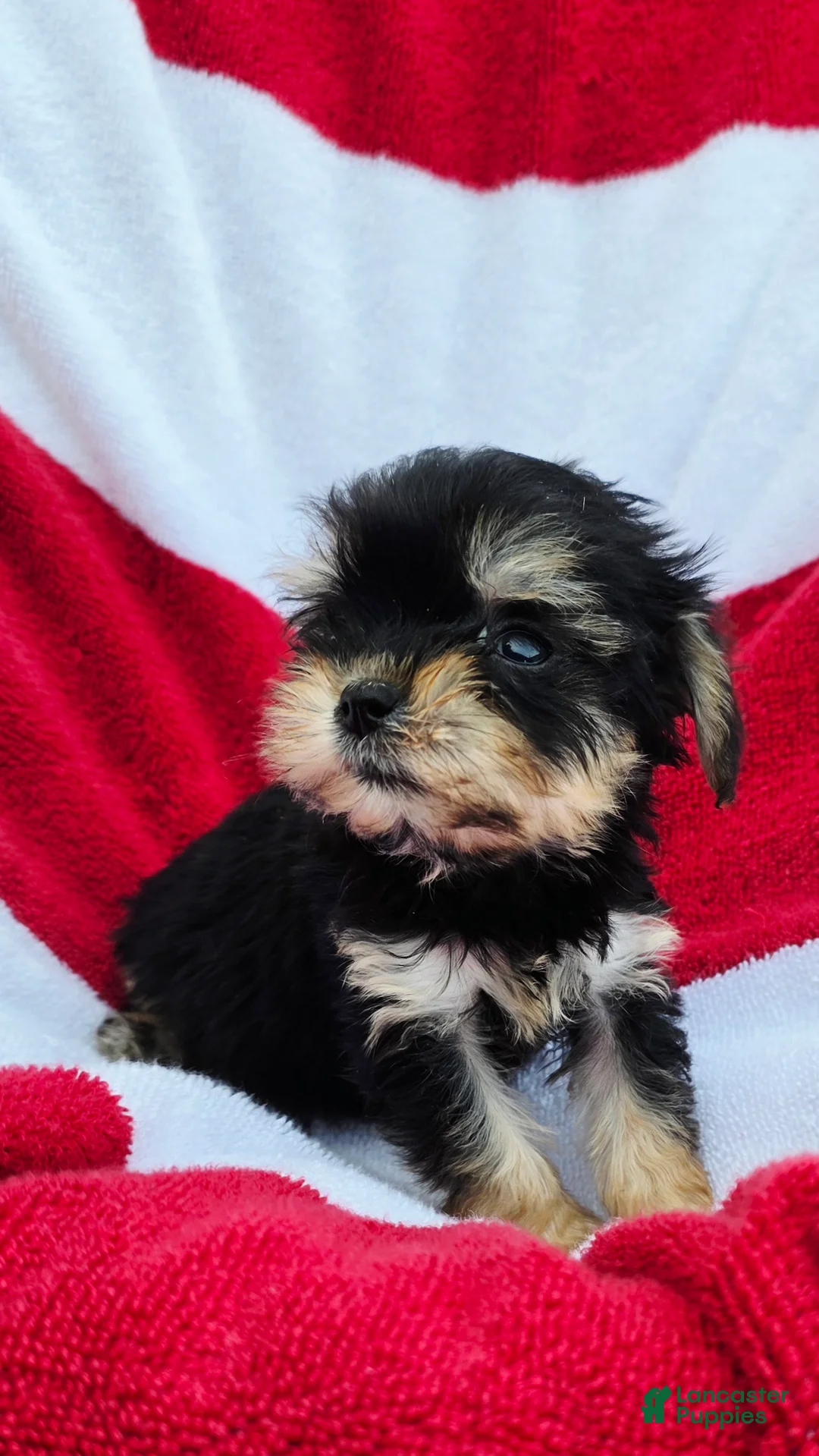 Yorkshire Terrier dogs for sale: Dixy - Ad 9