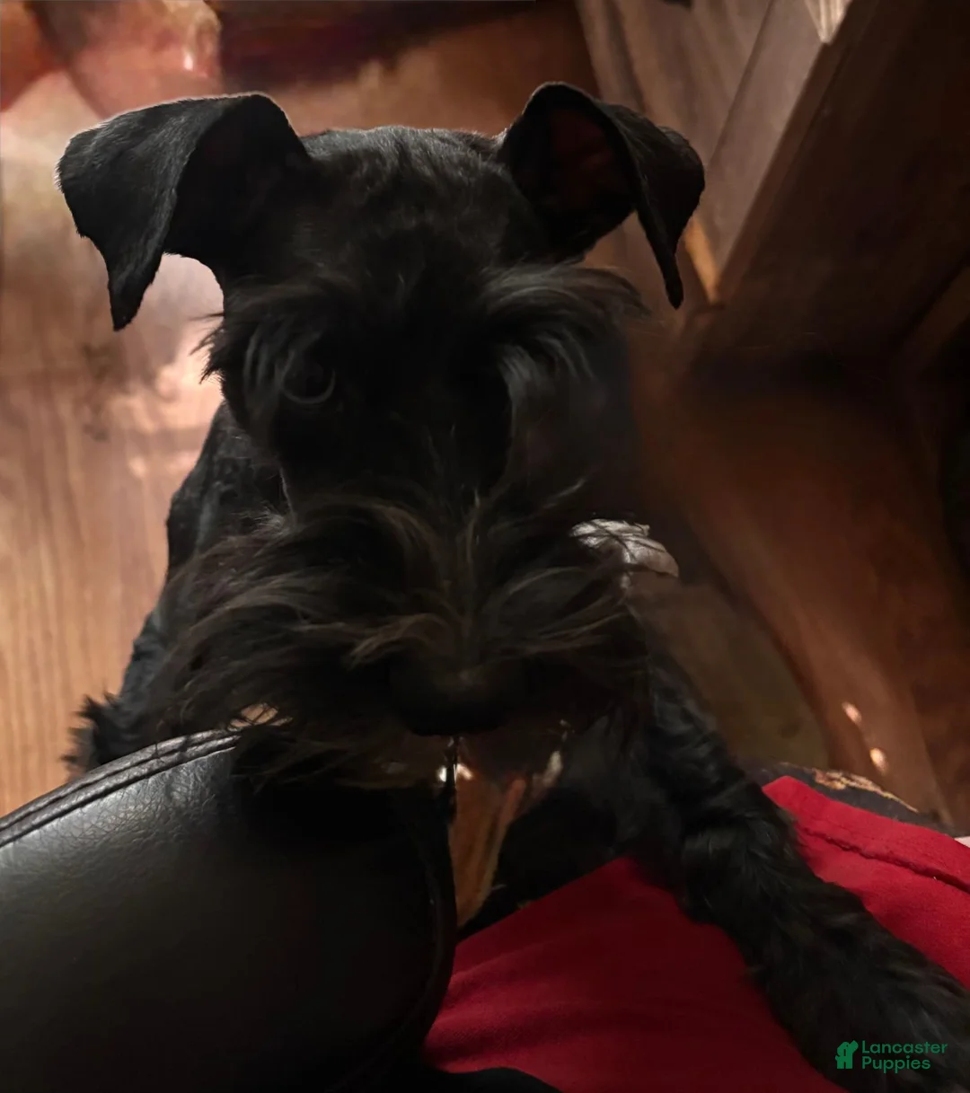 Miniature Schnauzer dogs for sale: Moya - Ad 5