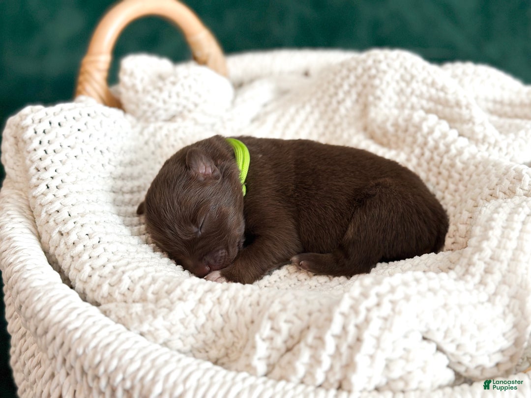 Australian Shepherd dogs for sale: Red Tri Male (Frankie) - Ad 4