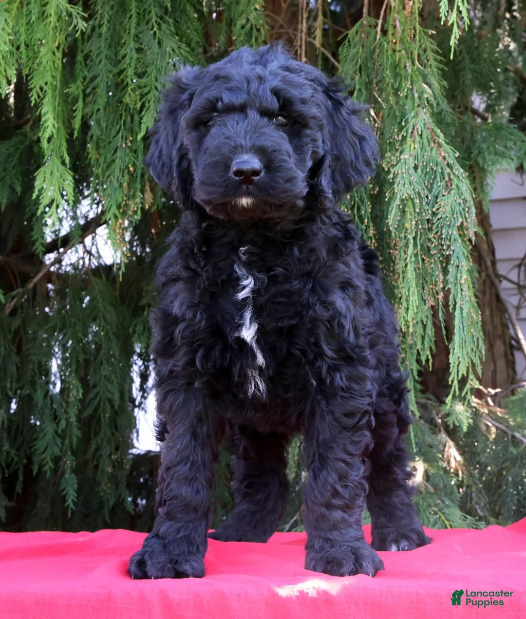 Newfypoo dogs for sale: Cruz - Ad 1