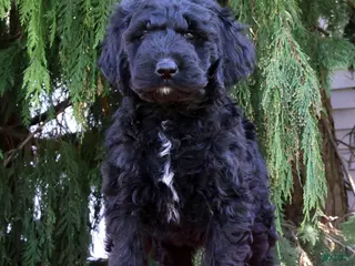 Newfypoo dogs for sale: Cruz - Ad 2