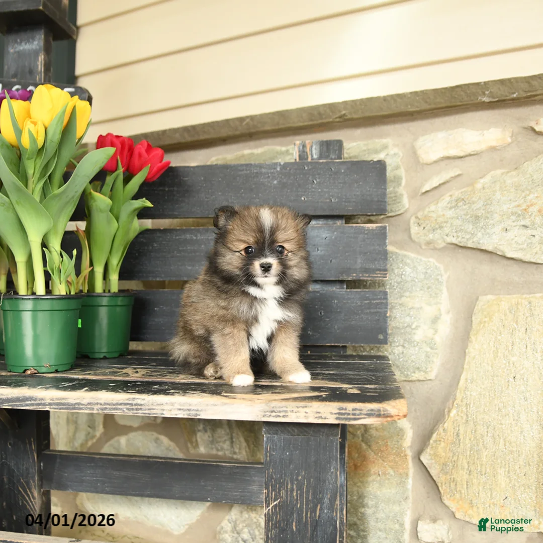 Pomeranian dogs for sale: Ned - Ad 3