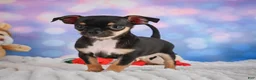 Chihuahua dogs for sale: Charlie - Ad 18