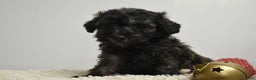 Toy Poodle dogs for sale: Brielle - Ad 1