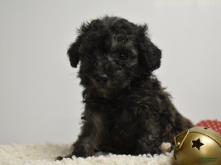 Toy Poodle dogs Brielle - Ad 7