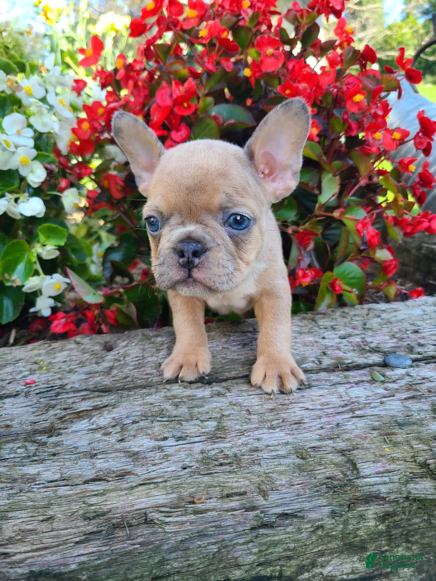 Frenchton dogs Milo - Ad 2