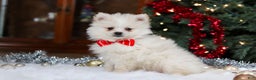 Pomeranian dogs for sale: Bowie - Ad 2
