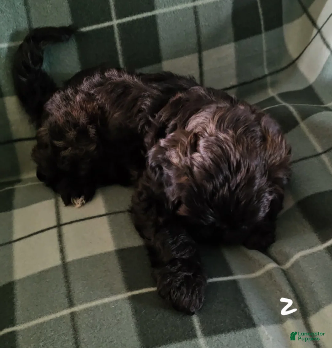 Shihpoo dogs for sale: Shihpoo 2 - Ad 2