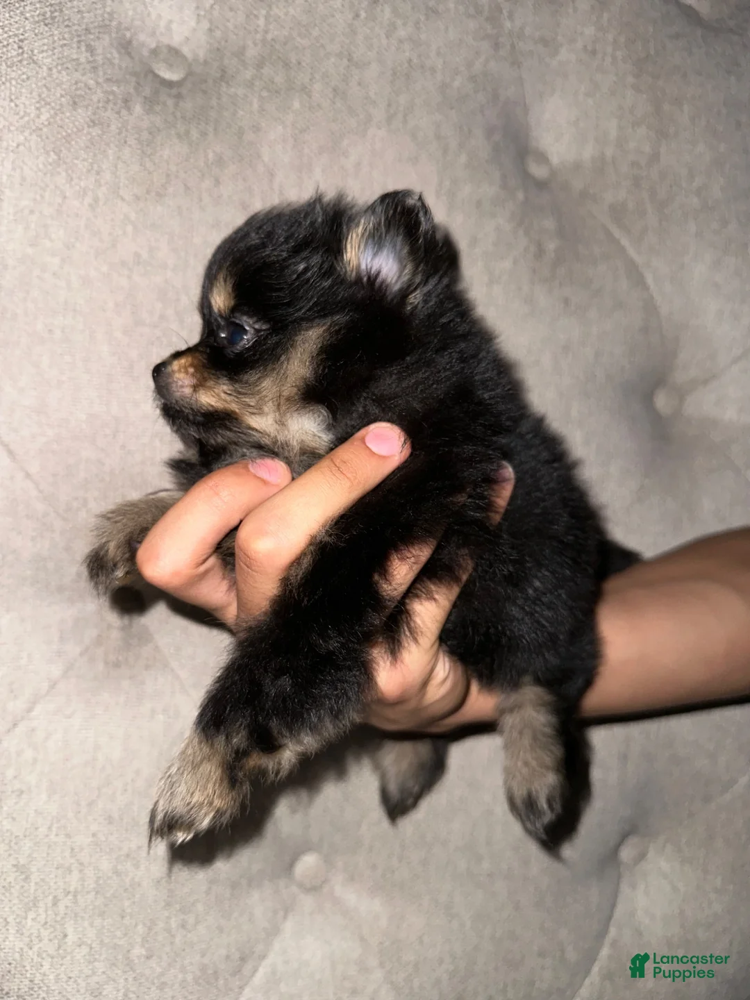 Pomeranian dogs for sale: Pomeranian 2 - Ad 1