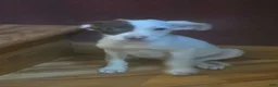 Mixed Breed dogs for sale: Elsie - Ad 4