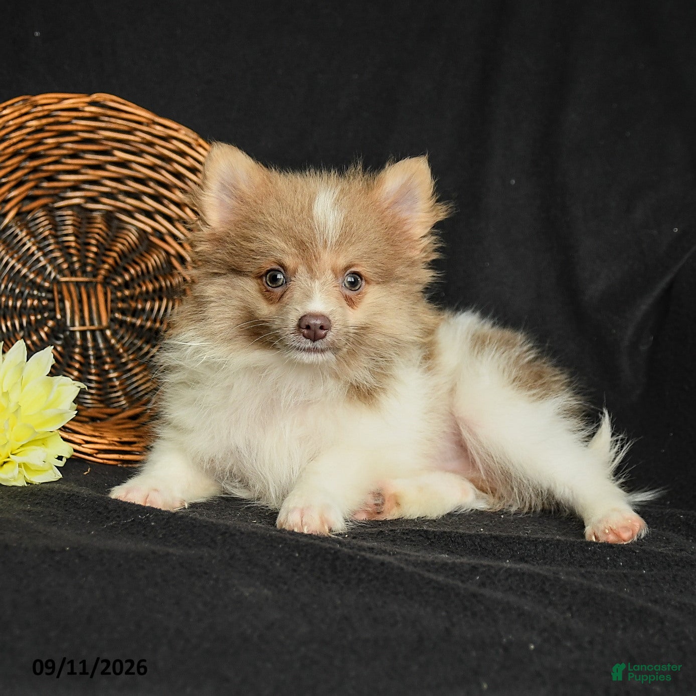 Pomeranian dogs Pollo - Ad 2