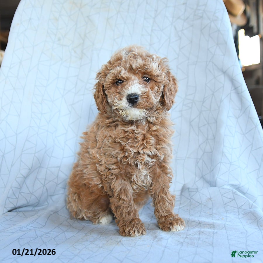 Cavapoo dogs Tango - Ad 28