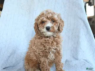 Cavapoo dogs Tango - Ad 8