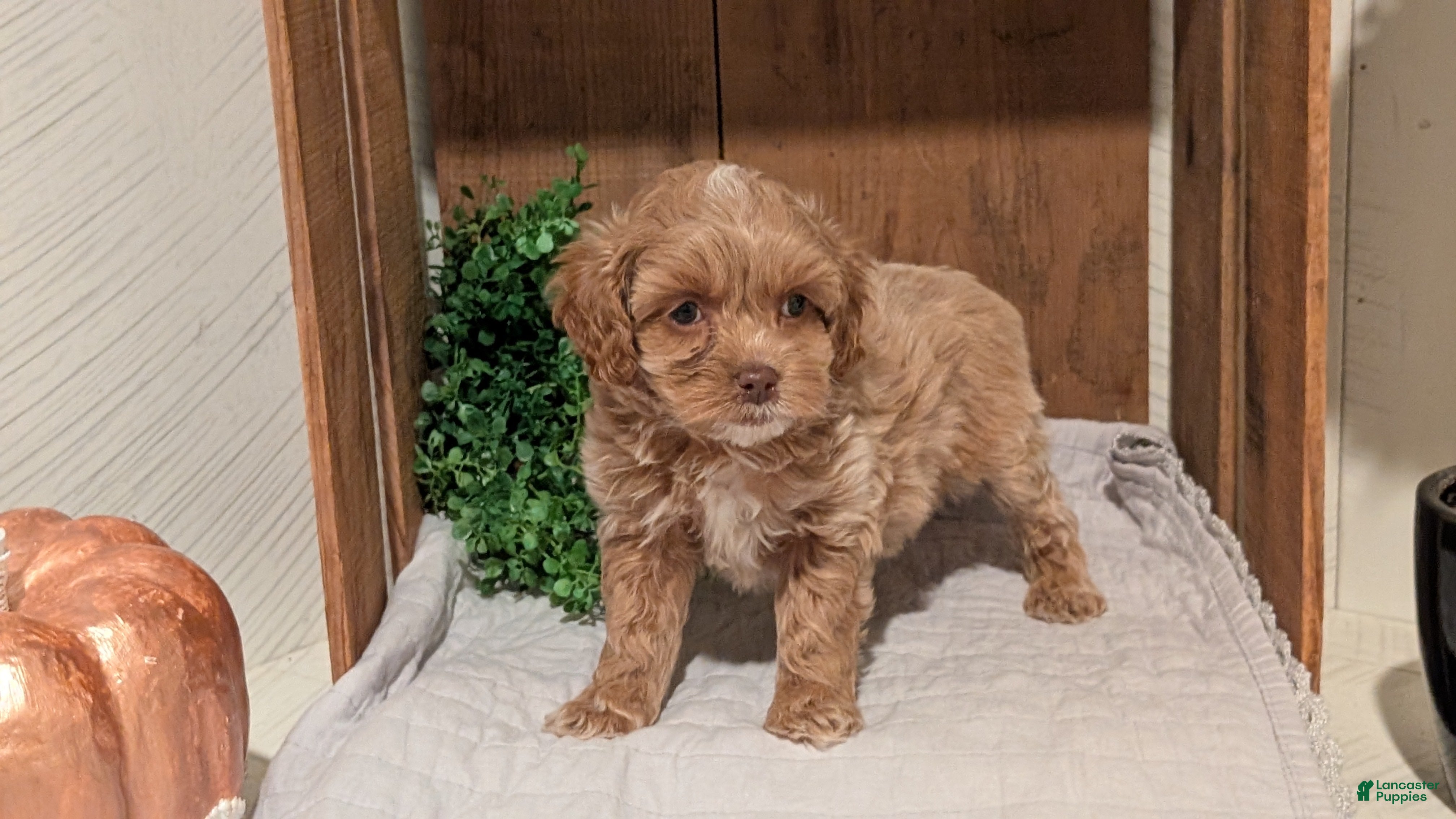 Cockapoo dogs Eden - Ad 2