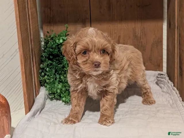 Cockapoo dogs Eden - Ad 2