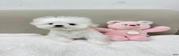 Maltese dogs for sale: Maltese felix - Ad 3