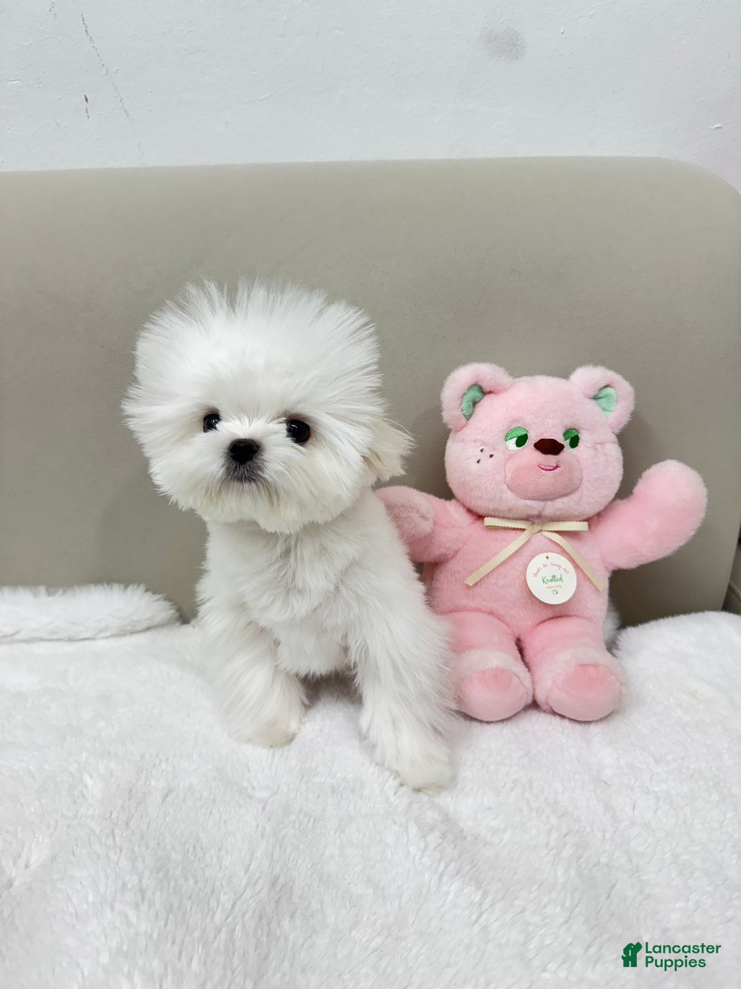 Maltese dogs for sale: Maltese felix - Ad 3