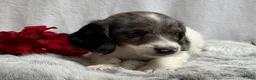 Miniature Dachshund dogs for sale: Marshall - Ad 5