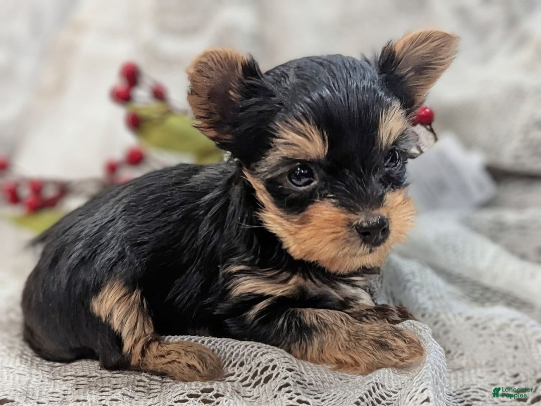 Yorkshire Terrier dogs for sale: Jingle bells - Ad 1