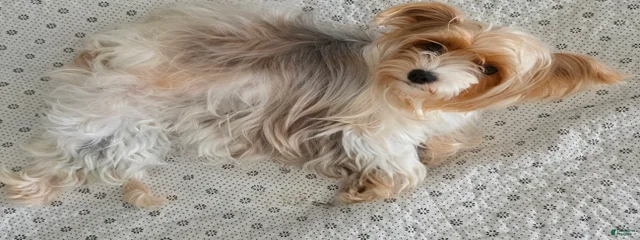 Cookie