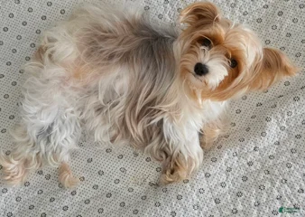 Cookie