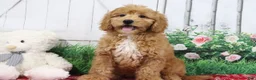 Mini Goldendoodle dogs for sale: Ace - Ad 2