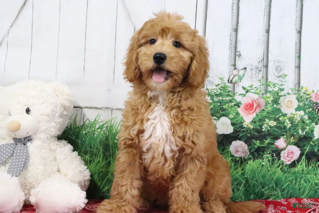 Mini Goldendoodle dogs for sale: Ace - Ad 2