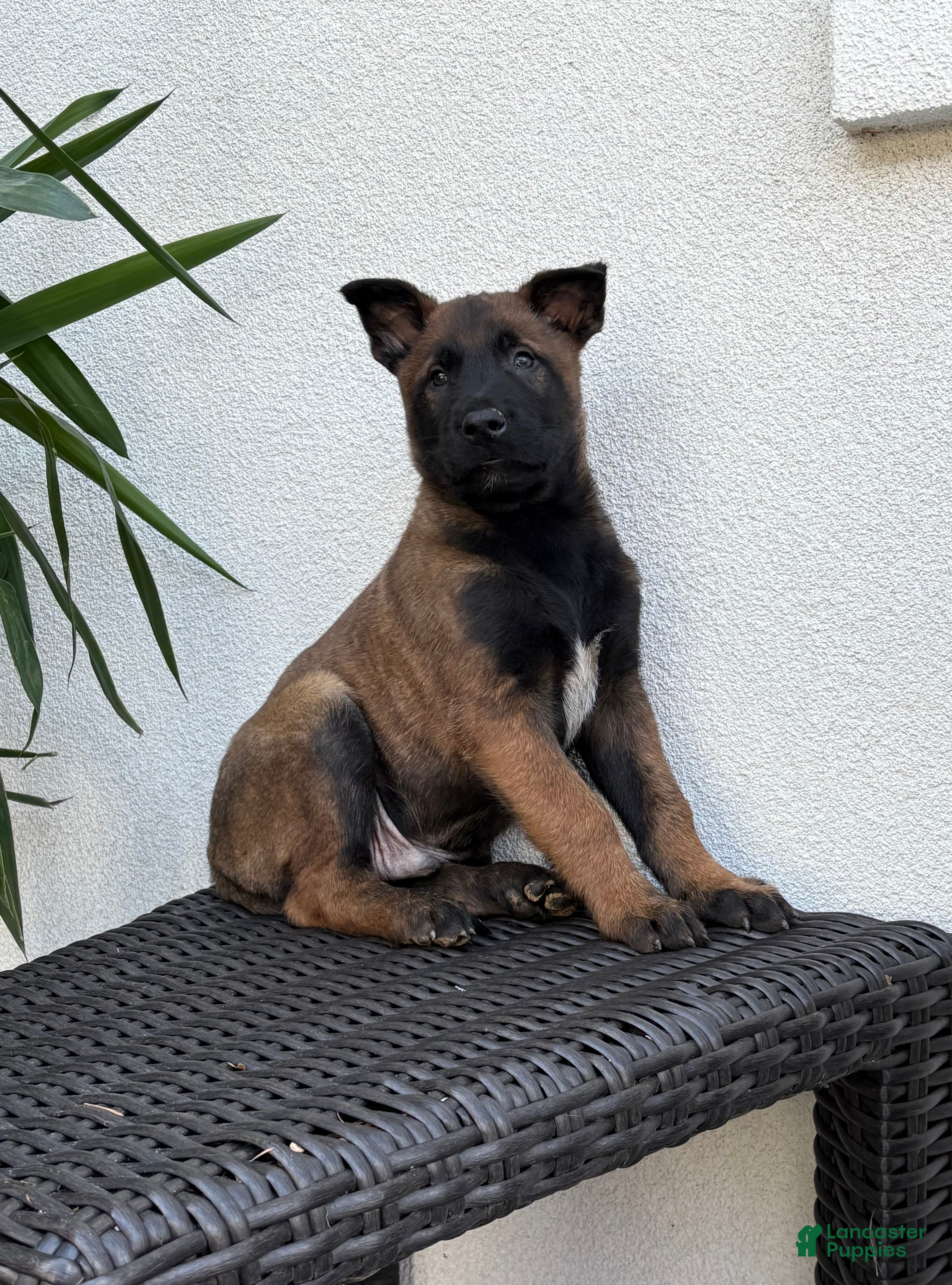 Belgian Malinois dogs Belgian Malinois puppy (Max) - Ad 2