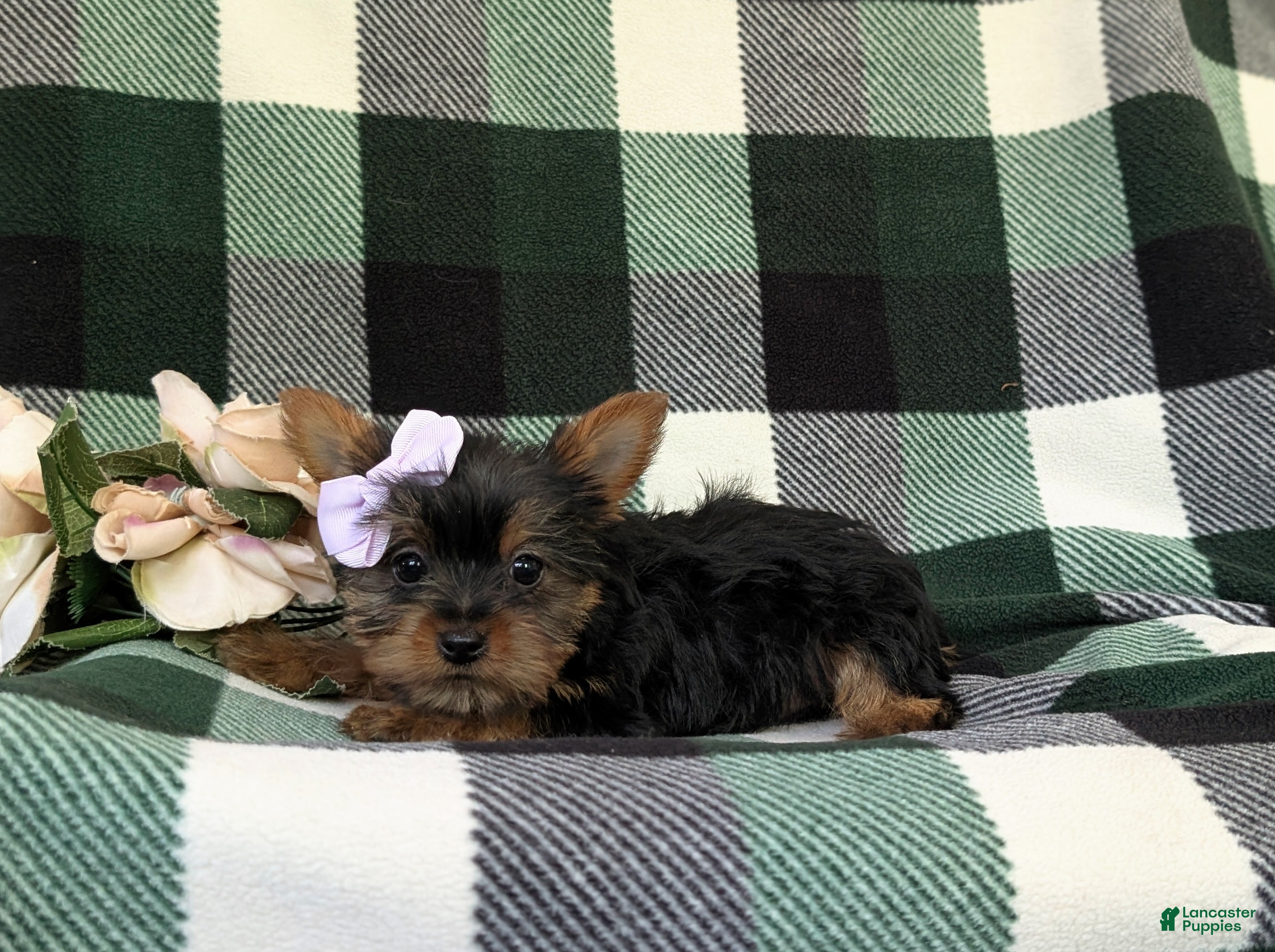 Yorkshire Terrier dogs for sale: Linette 7 lbs Full Grown - Ad 4