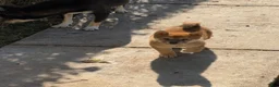 Shiba Inu dogs for sale: Shiba Inu 2 - Ad 3