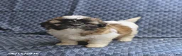 Shih Tzu dogs for sale: Cookie - Ad 3