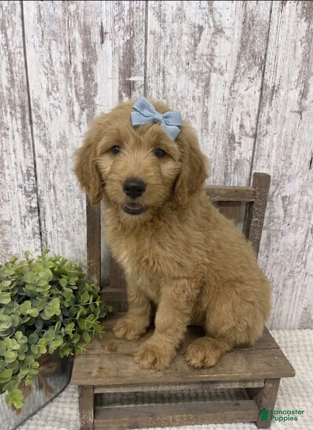 Goldendoodle dogs for sale: Goldendoodle 2 - Ad 3