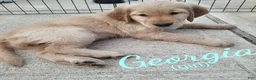Golden Retriever dogs for sale: Georgia AKC - Ad 1