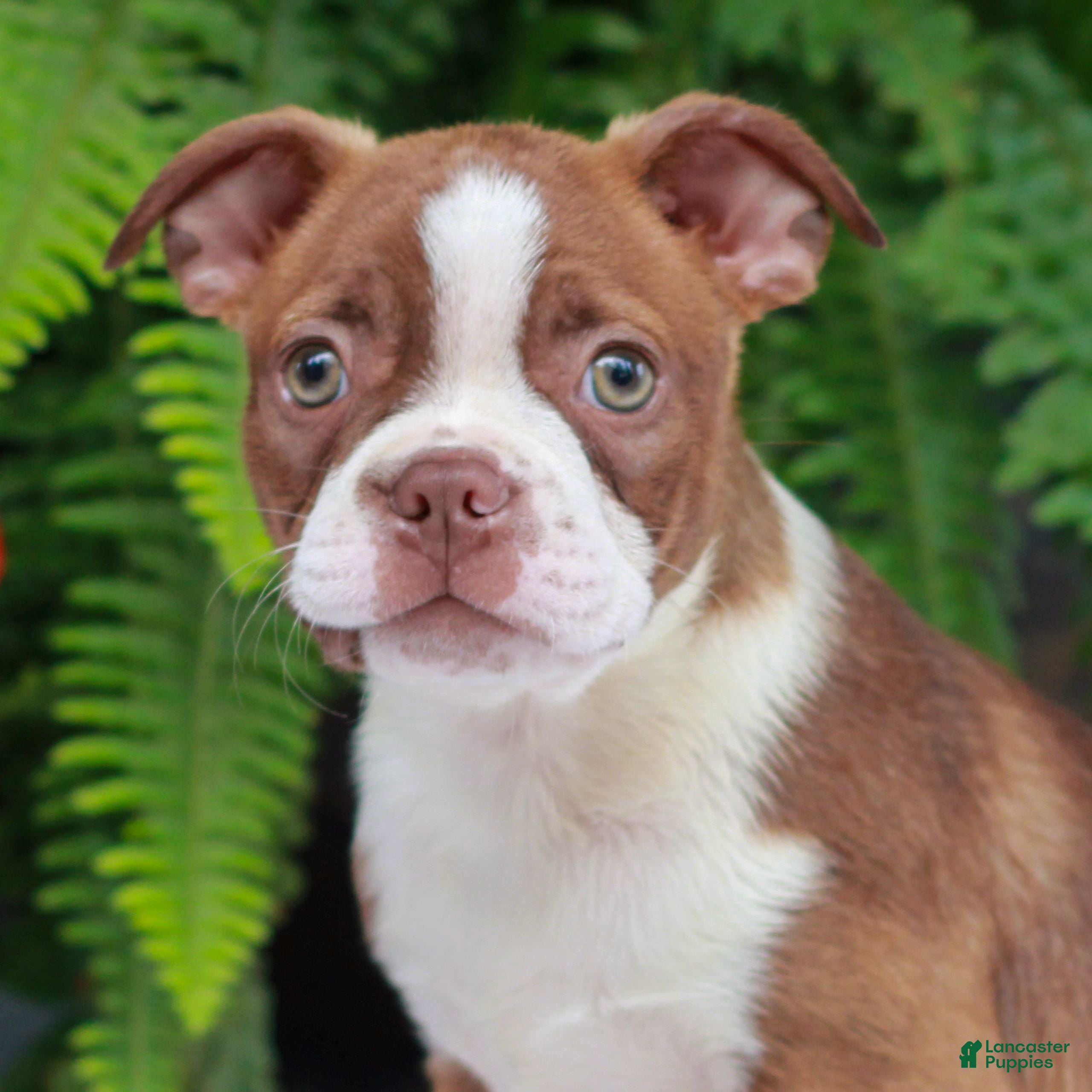 Boston Terrier dogs Bruce  - Ad 1